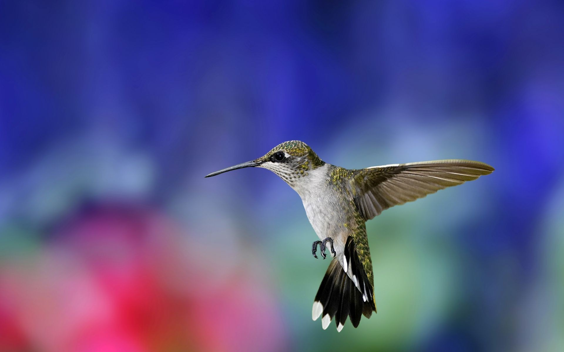 animaux nature flou à l extérieur oiseau fleur faune petit