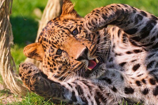 Fleckiger Leopard spielt in der Natur