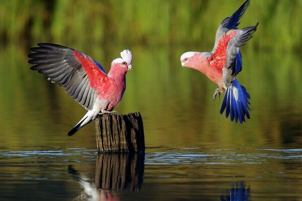 Aves que viven en climas cálidos