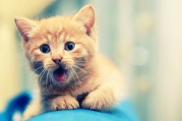 Cute fluffy red kitten