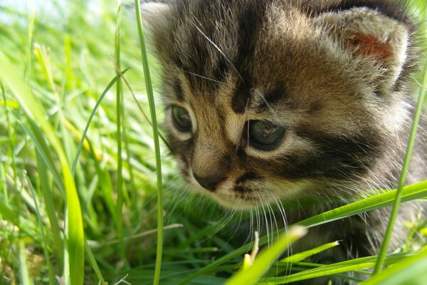 Lindo gatito entre la hierba verde