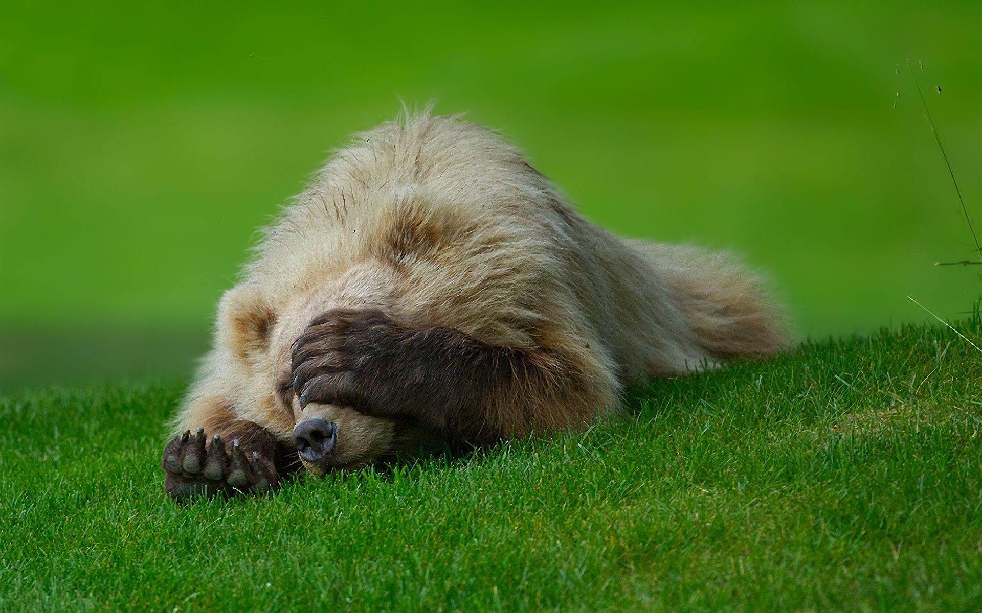 orsi erba carino animale mammifero cane pelliccia natura piccolo divertente animale domestico cucciolo giovane addestratore di cani occhio bambino giù