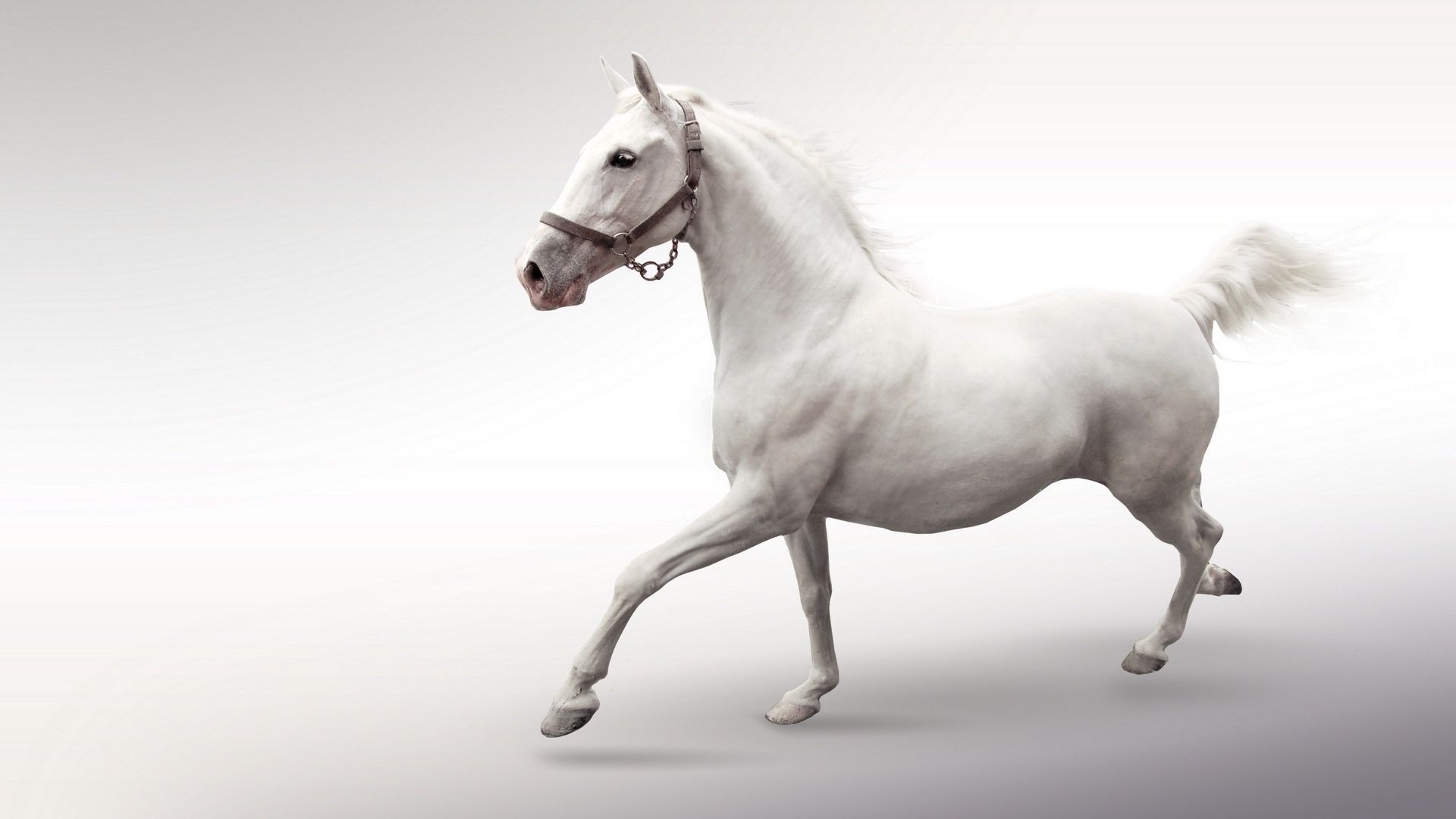 Белая лошадь бесплатно