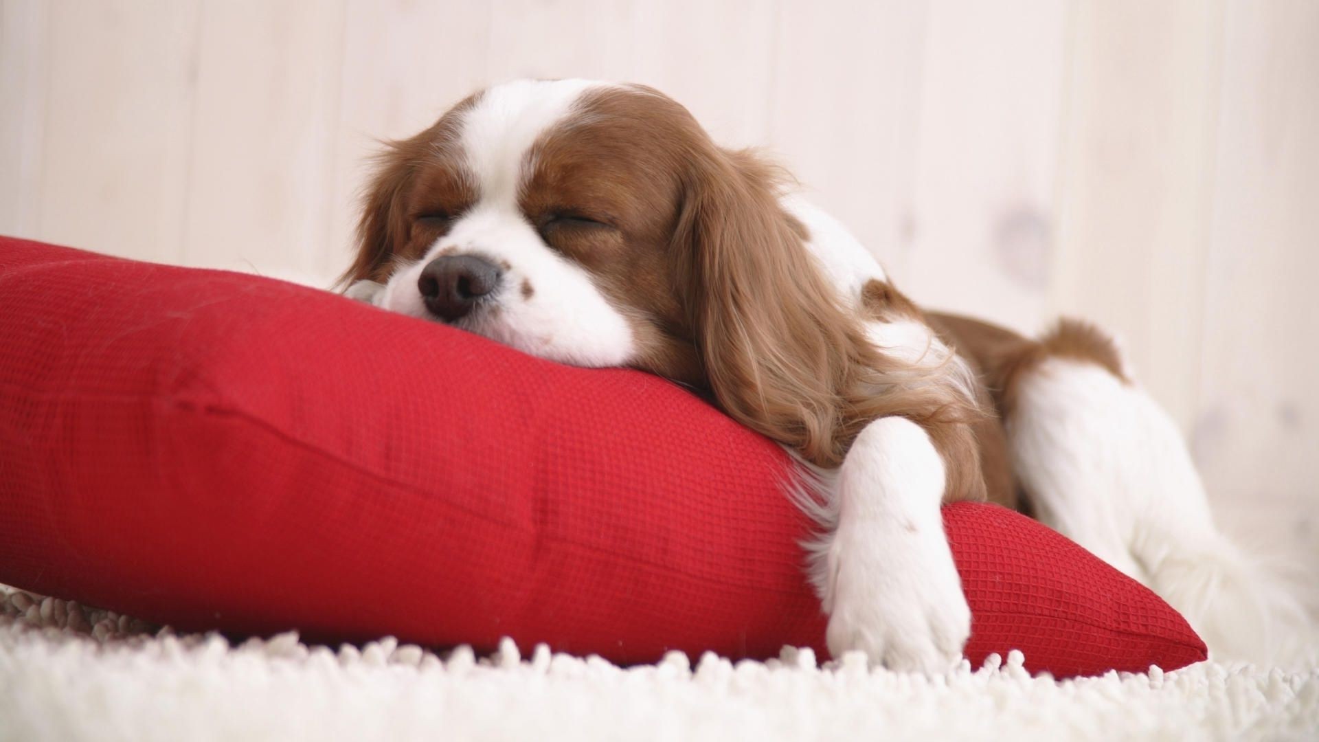 cani cane animale domestico mammifero cucciolo canino carino pelliccia domestico piccolo ritratto animale sedersi adorabile inverno razza natale spaniel