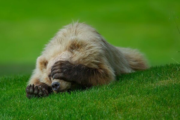 Ours mignon reposant sur l herbe