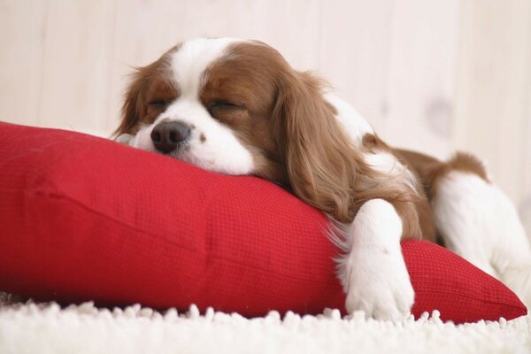 Lindo perrito dormido en una almohada roja