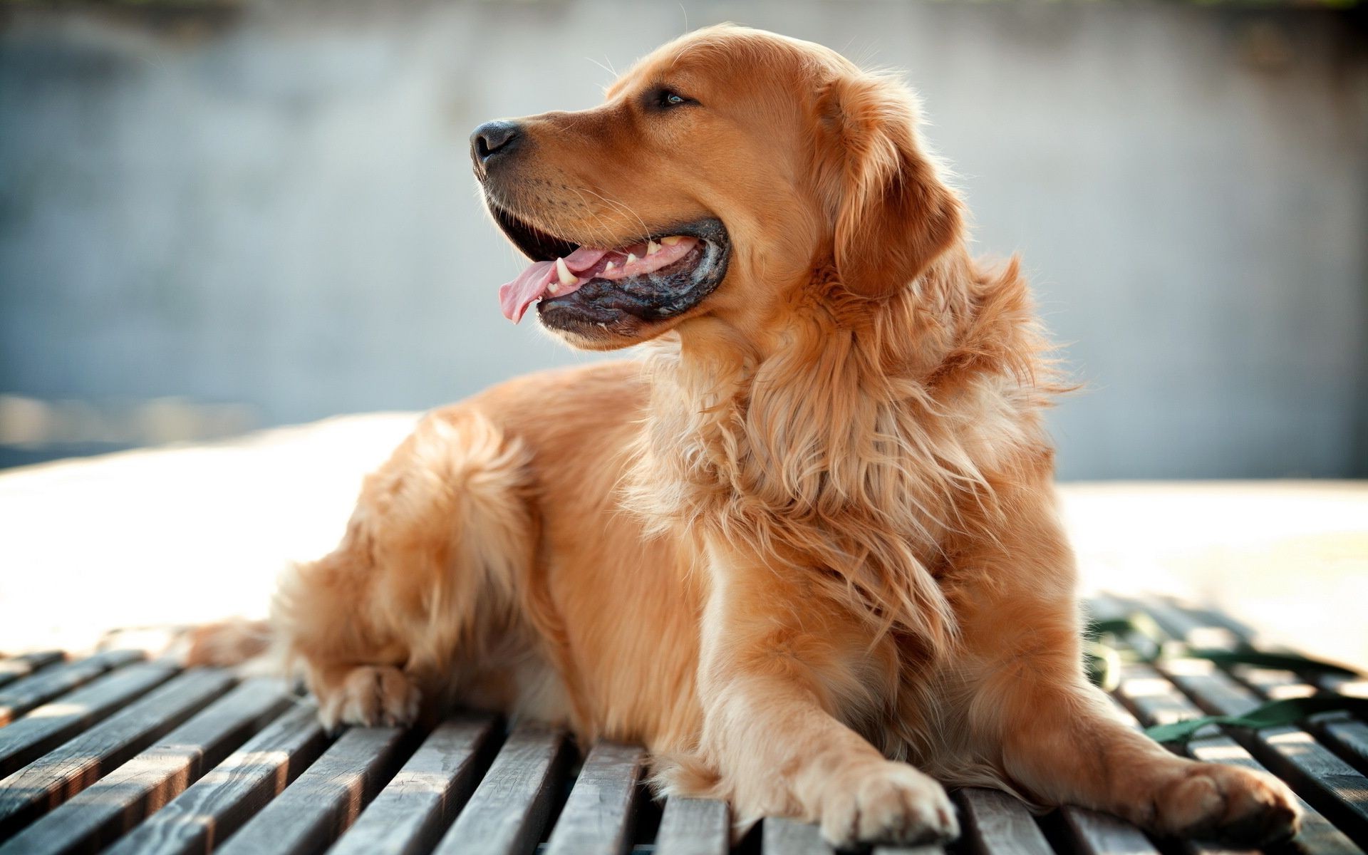 cane cane carino animale domestico ritratto canino mammifero sedersi pelliccia piccolo animale cucciolo domestico visualizzazione