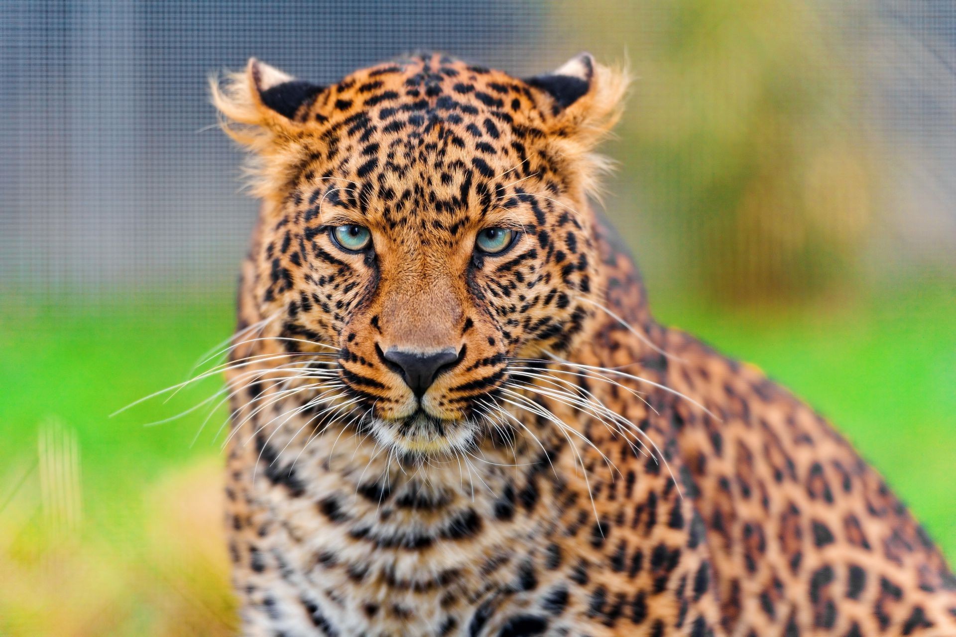 léopards faune chat animal nature sauvage mammifère prédateur chasseur zoo