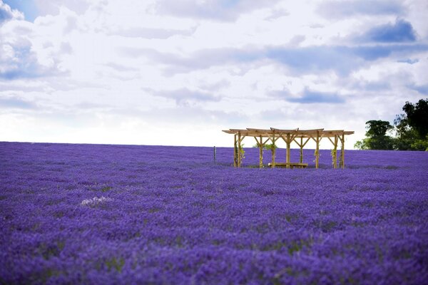 The divine beauty of a huge field with lavender