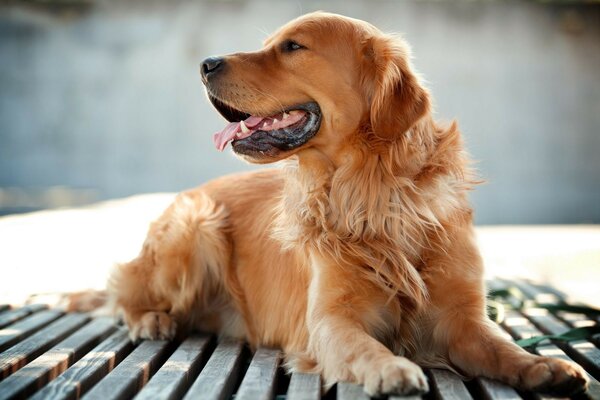 Guter Hund mit Farbe Karamell Wolle