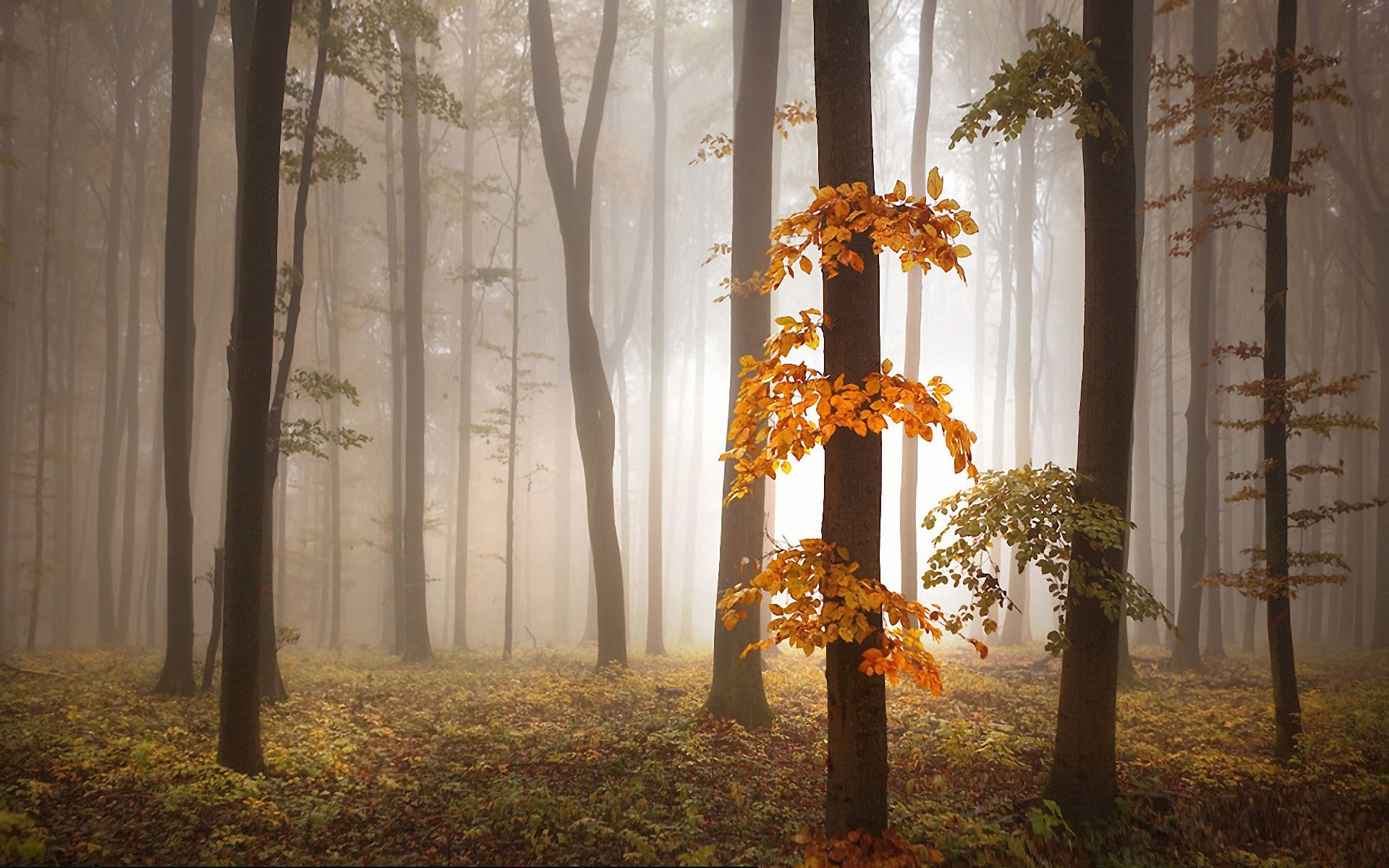 automne automne bois bois feuille