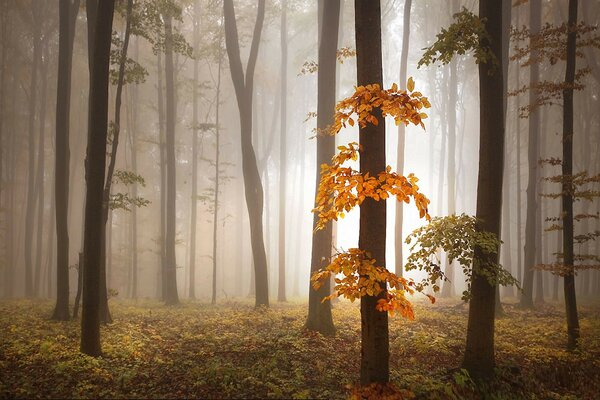 Follaje de otoño en el bosque de niebla