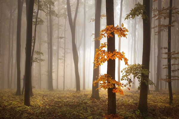 雾蒙蒙的森林里的秋天树叶