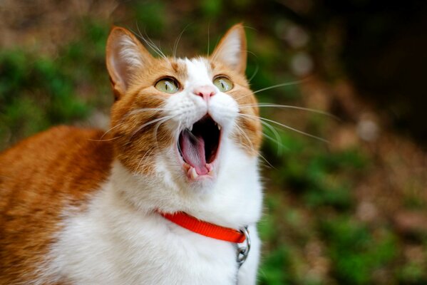 Die Katze ist wütend auf den Besitzer und das Wetter