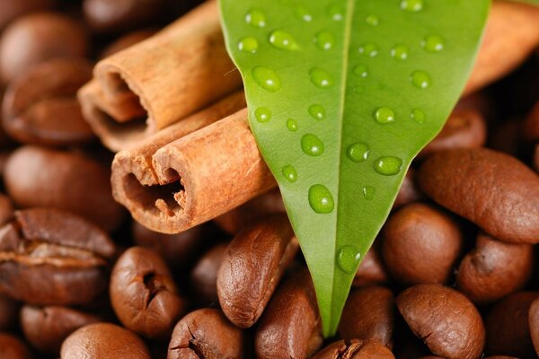 Photo sur le bureau. Café, cannelle et laurier