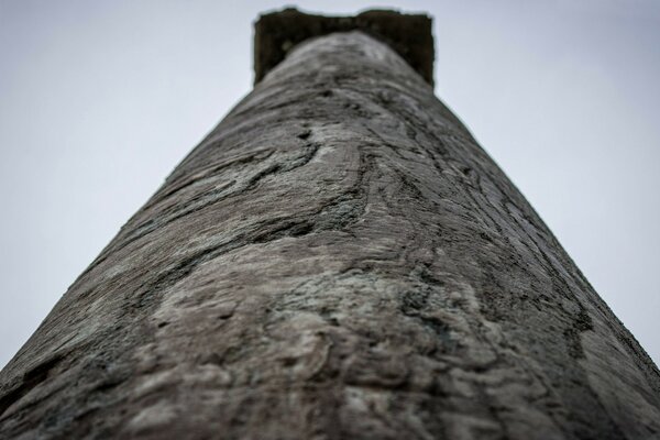 Journeys. Reserve. Centennial tree