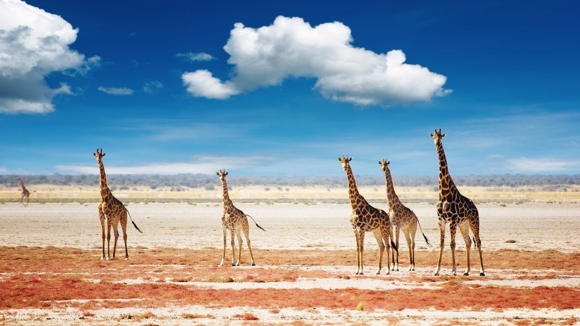 giraffes giraffe neck safari wildlife nature mammal animal savanna wild travel desert arabian camel camel tall park long outdoors sky