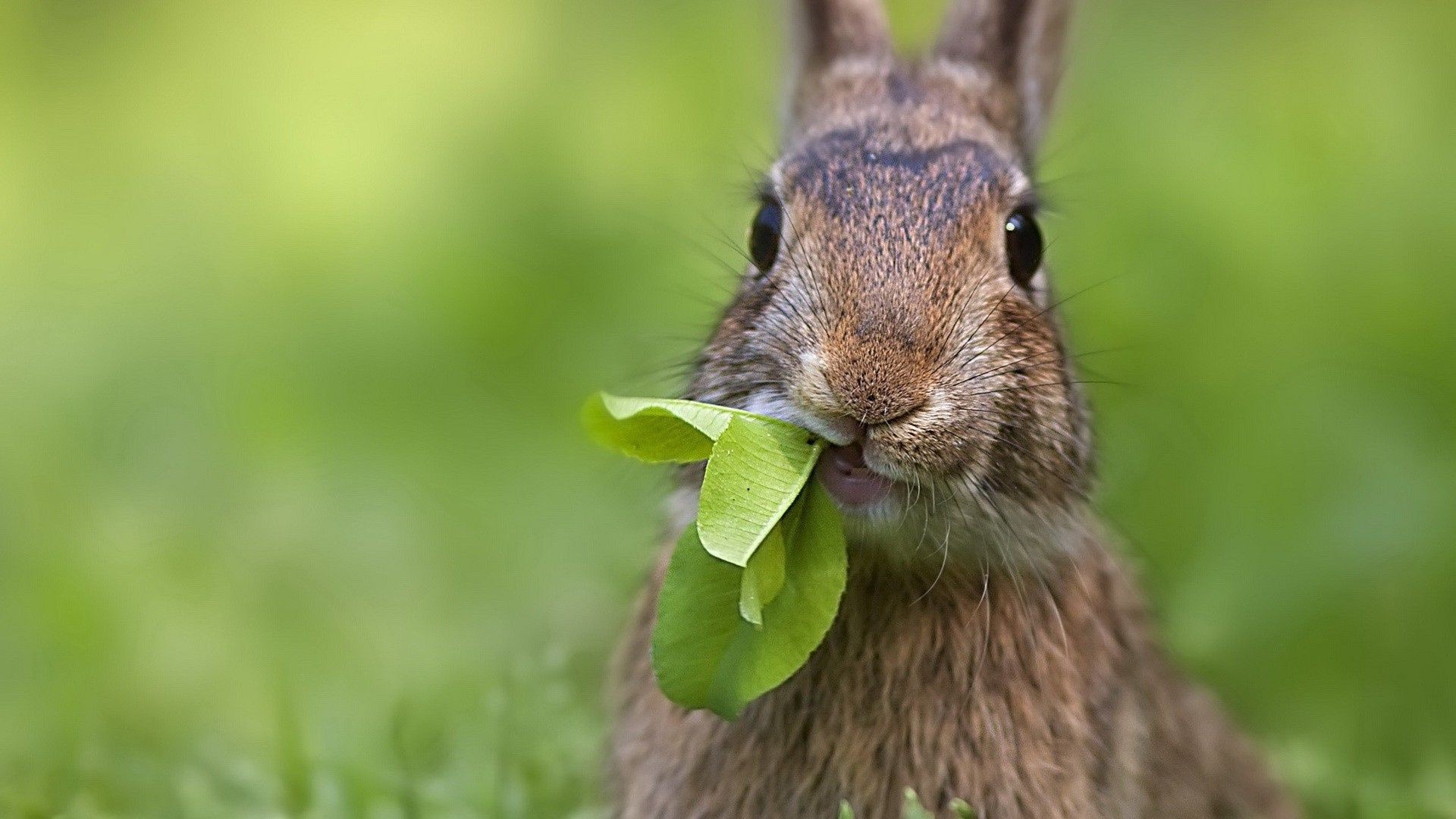 coelhos natureza vida selvagem fofa grama animal mamífero pequeno ao ar livre roedor pele selvagem