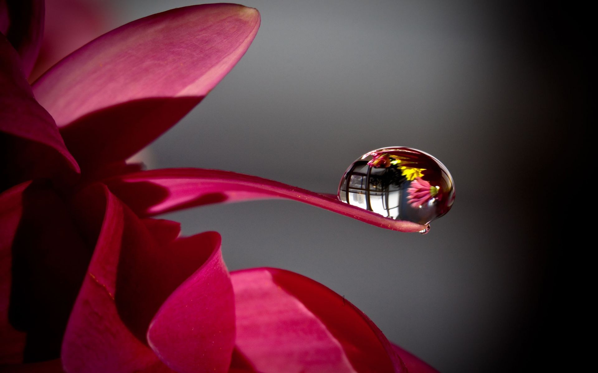 gotas y agua flor hoja naturaleza amor brillante flora romance hermoso color boda