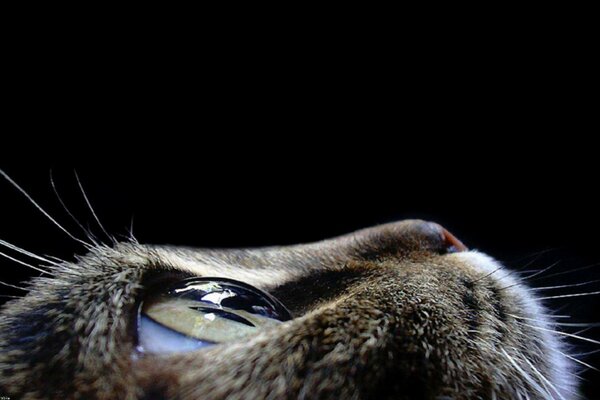 The muzzle of a mustachioed gray cat