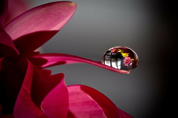 Una gota de agua en una hoja de flor roja