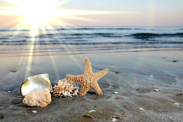 Seashells, coral and starfish on the seashore