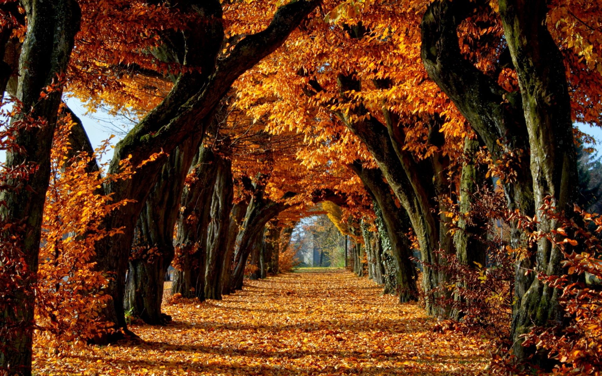 autunno autunno albero foglia di legno parco natura maple paesaggio oro guida stagione ambiente all aperto