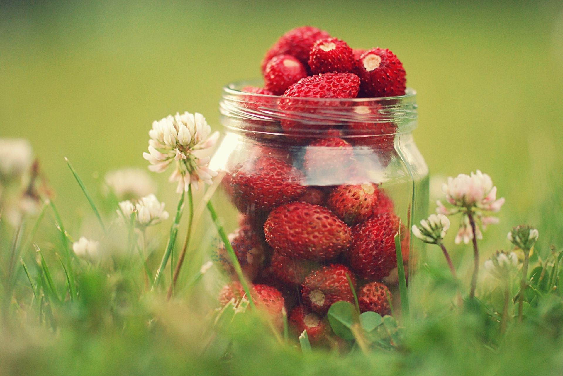 berries fruit summer nature food strawberry berry leaf garden pasture healthy close-up