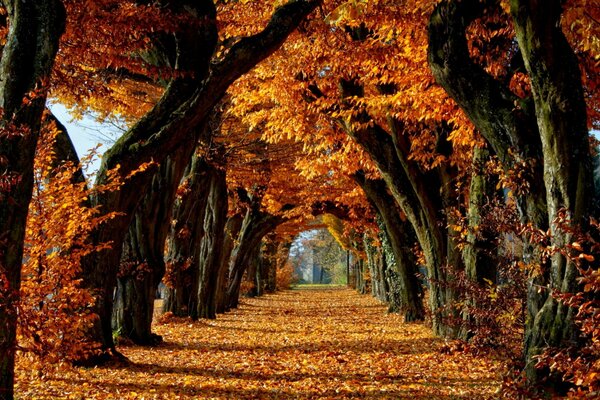 Arch of trees in the autumn orange forest