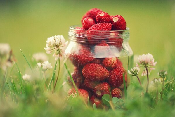 Ein Glas reife Erdbeeren auf dem Gras