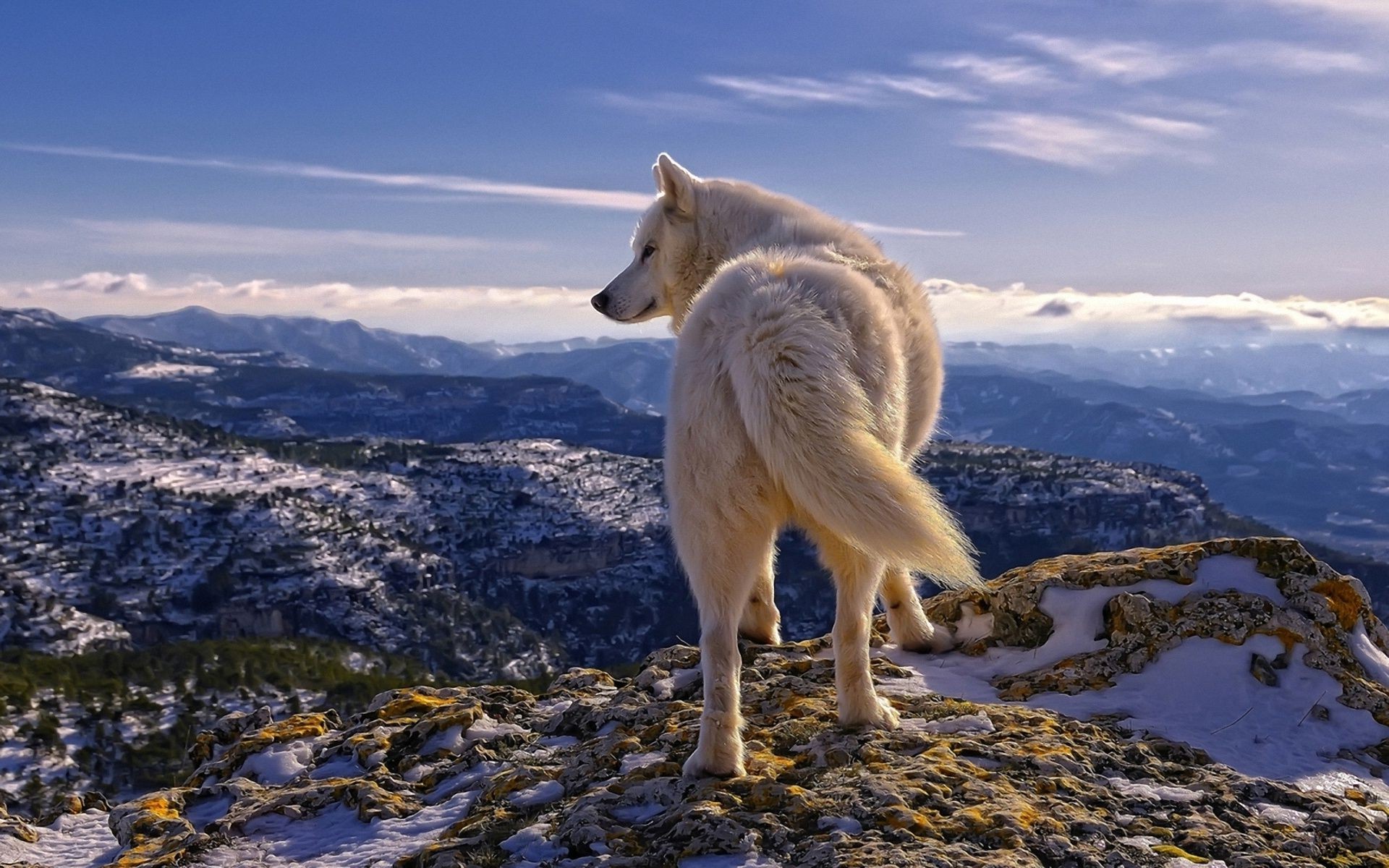 animals snow nature outdoors frosty travel mountain winter sky landscape water cold wild mammal ice