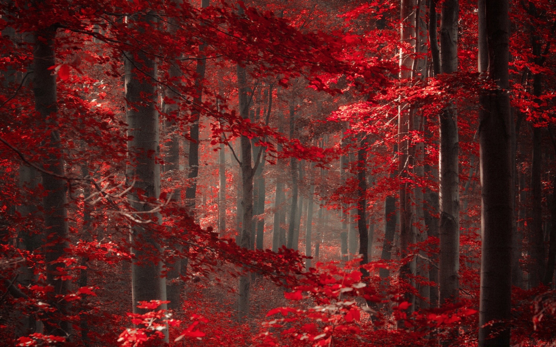 красный осенний лес скачать