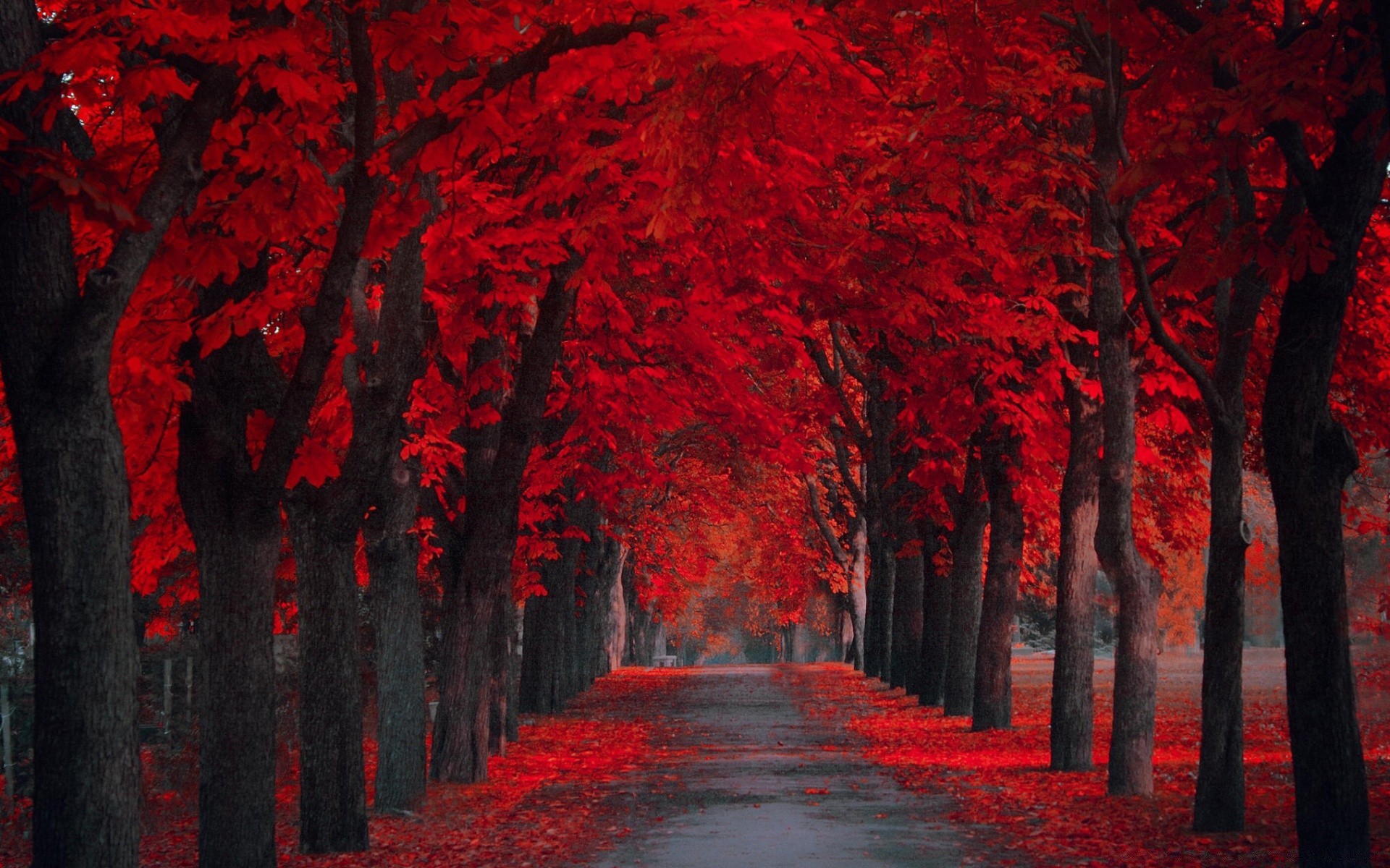 coeurs feuille arbre automne rétro-éclairé lumière fantasmagorique