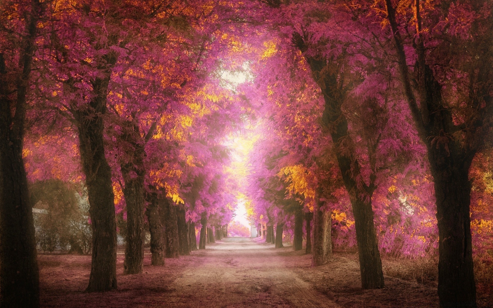 coeurs arbre brouillard paysage aube automne soleil parc brouillard lumière feuille bois beau temps