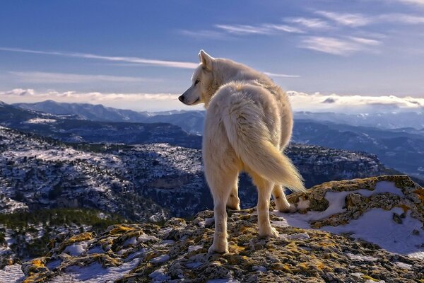 A white wolf on a snowy peak