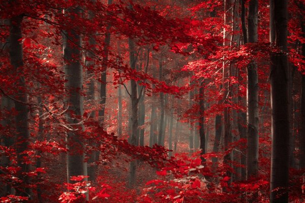 Red Forest for desktop