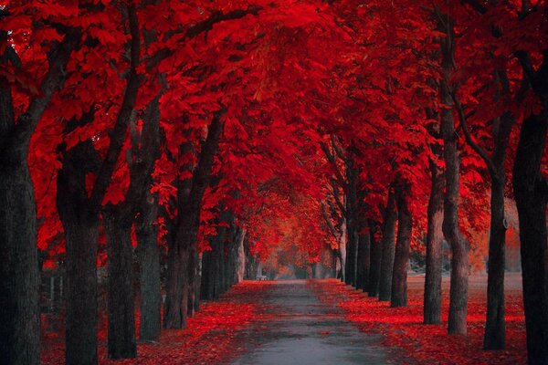 Vicolo tra alberi con fogliame rosso