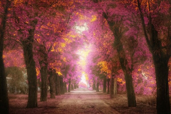 Parque de otoño temprano en la mañana