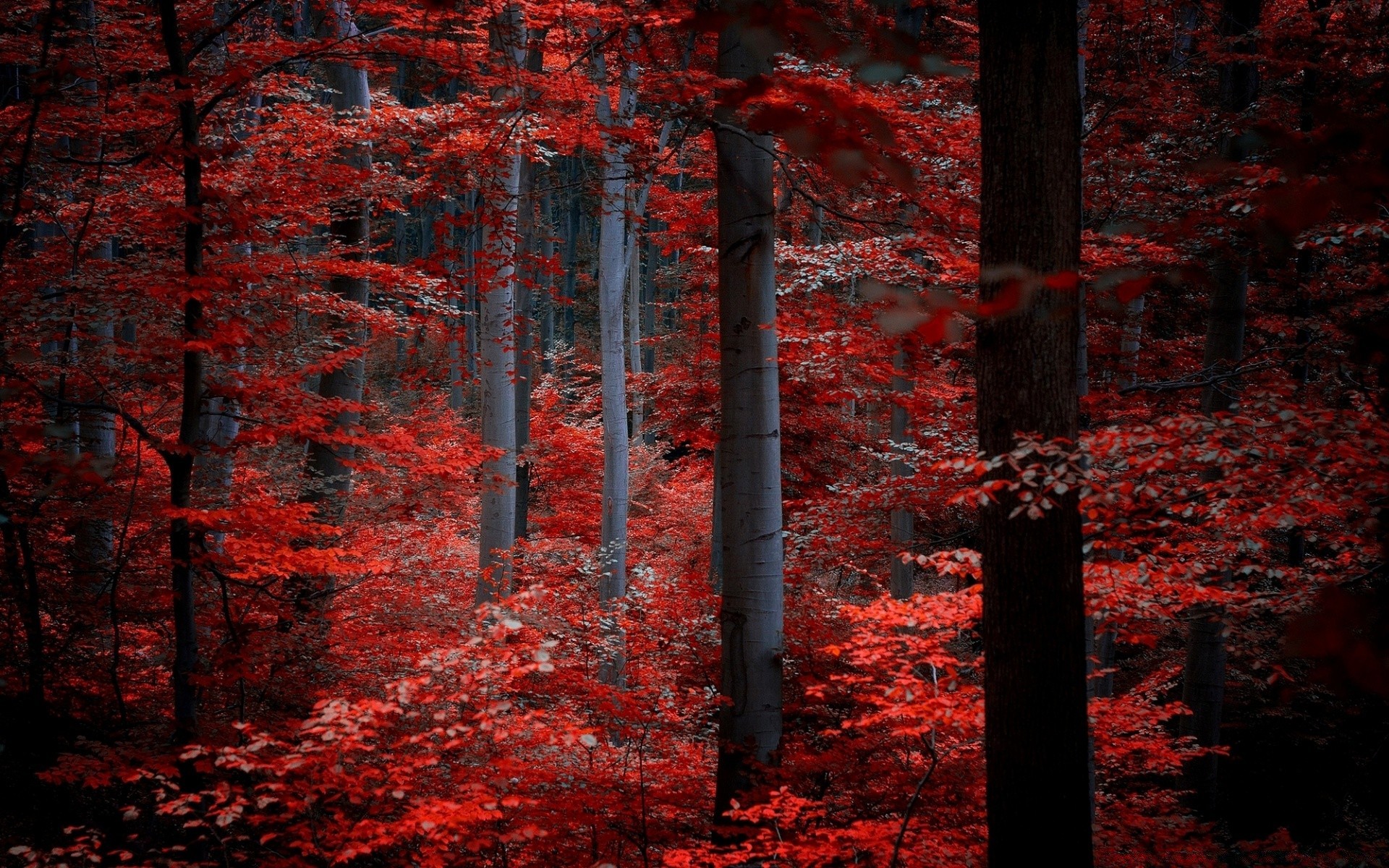 cuori autunno foglia albero legno acero parco paesaggio