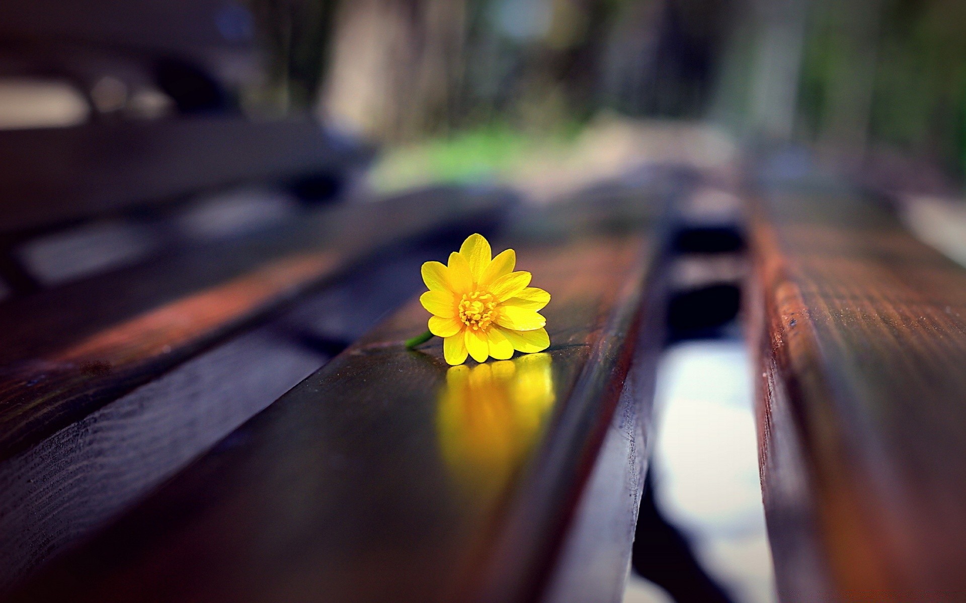 hearts blur car light street track flower city dof outdoors wood vehicle rain daylight road transportation system