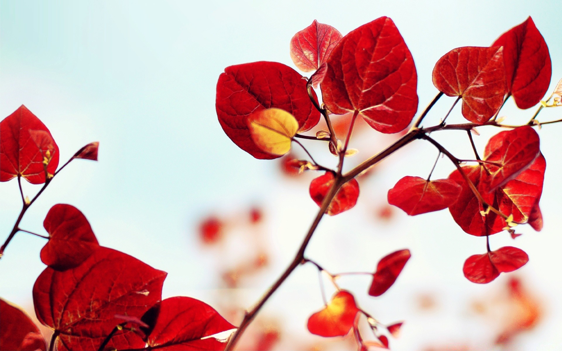 herzen blatt natur saison flora hell farbe im freien winter zweig garten sommer baum schließen herbst dekoration