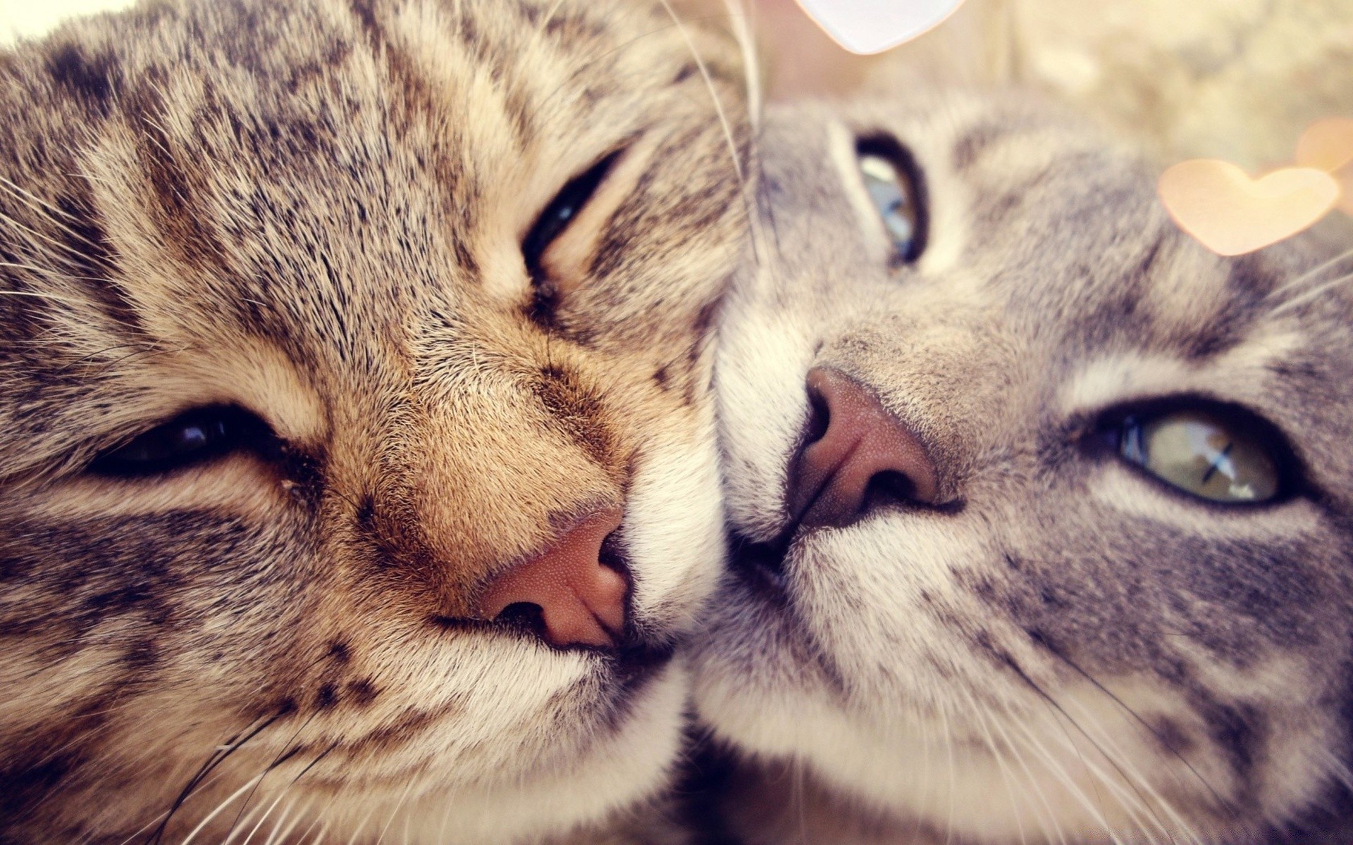 kalpler kedi hayvan kürk yavru kedi göz memeli sevimli portre bıyık evde beslenen hayvan tekir yerli saç tüylü çizgili doğa görüntüleme seyir kabarık küçük