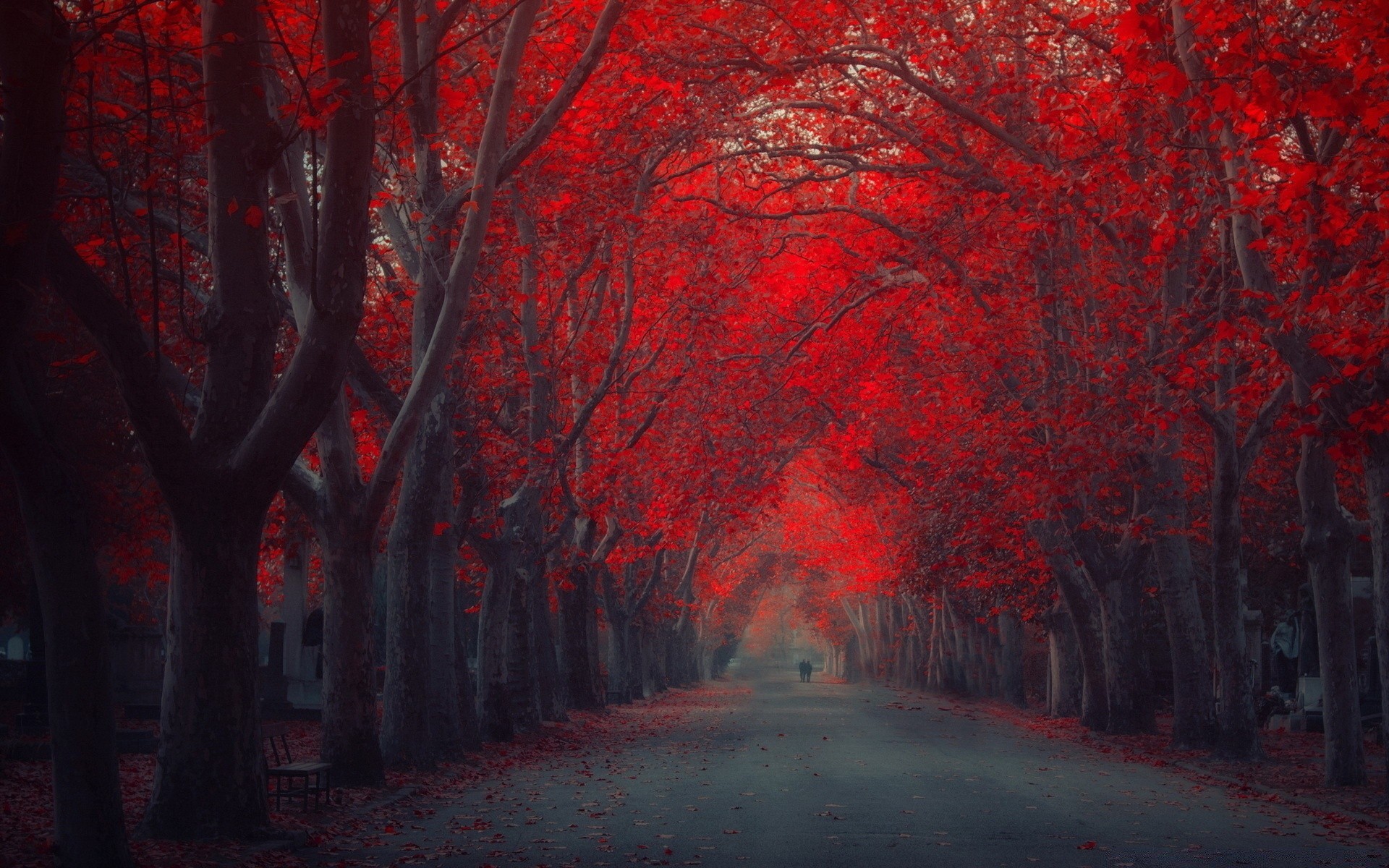 cuori albero paesaggio autunno luce foglia arte legno colore