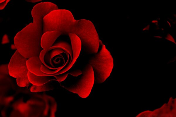 La rosa rossa è il fiore dell amore