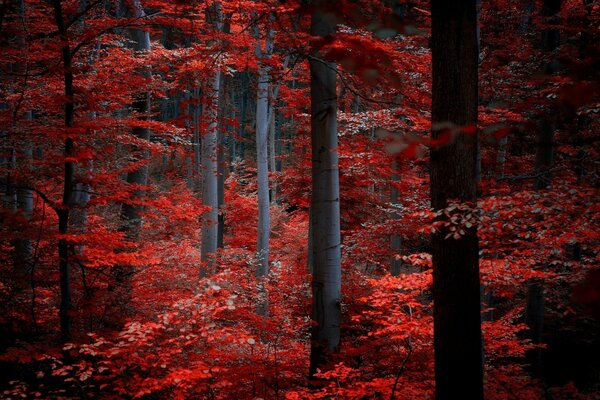 Troncos de árboles oscuros con hojas rojas