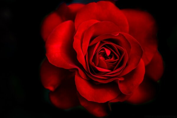 A large scarlet rose on a black background