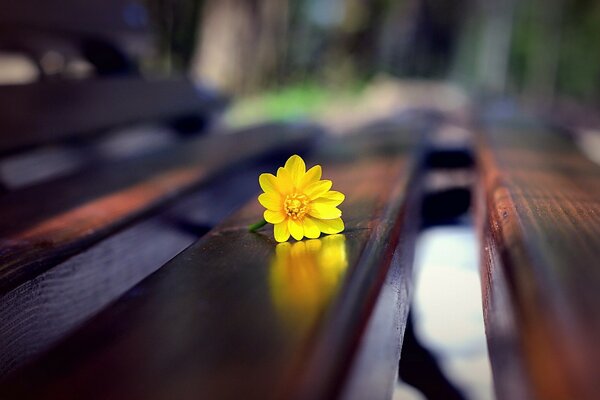 Illustrazione sfocata di un fiore su una panchina