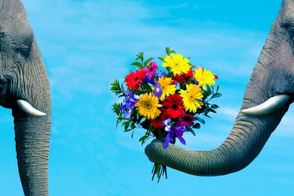 Water trunk and elephant in nature