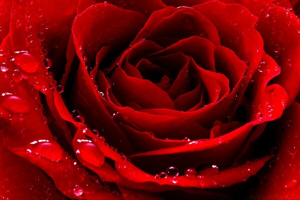 Beautiful red rose with water drops