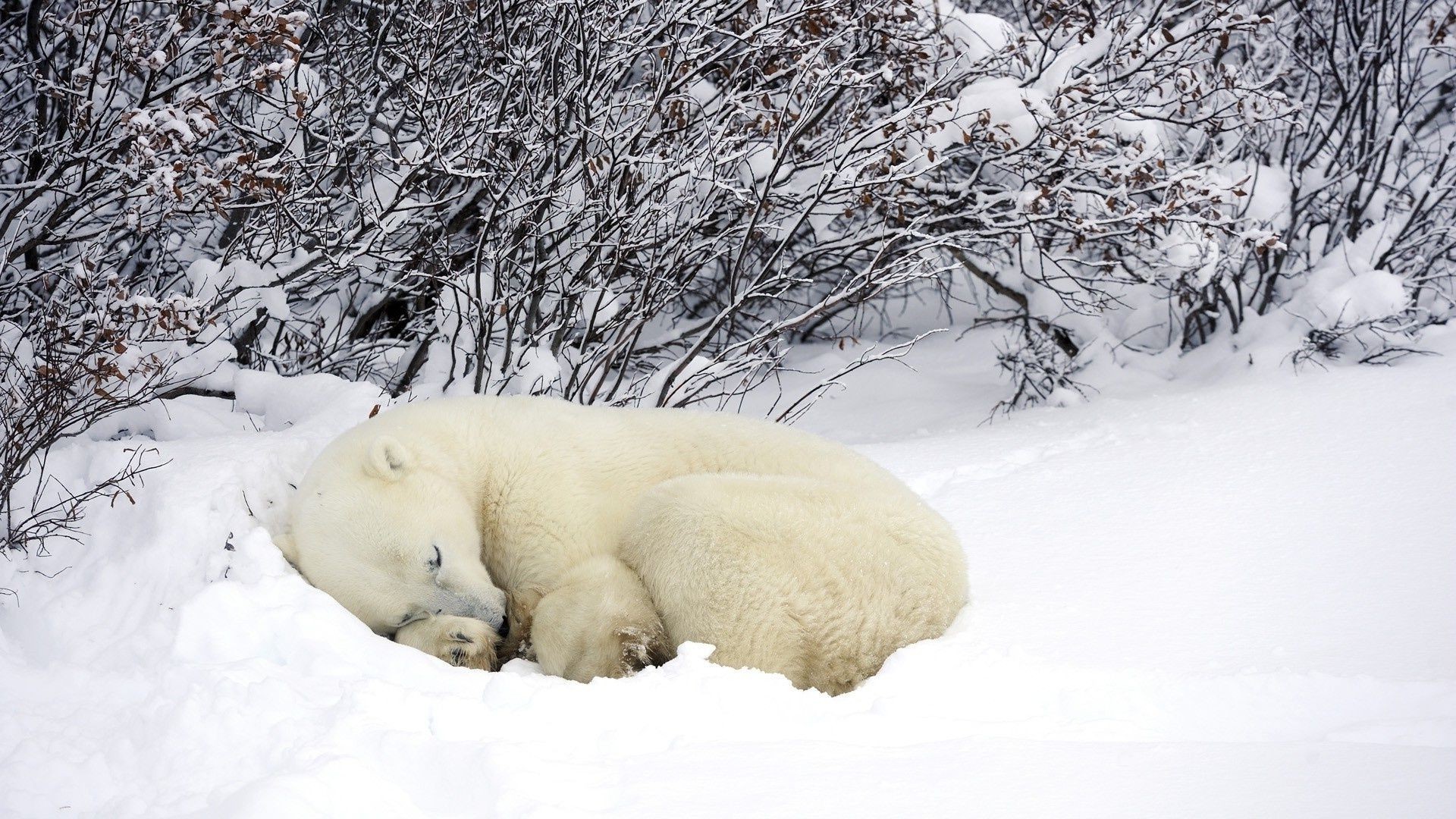 niedźwiedzie śnieg zima zimny lód mróz mroźny mrożony natura na zewnątrz sezon pogoda drewno drewno zaspa śnieg-biały polar